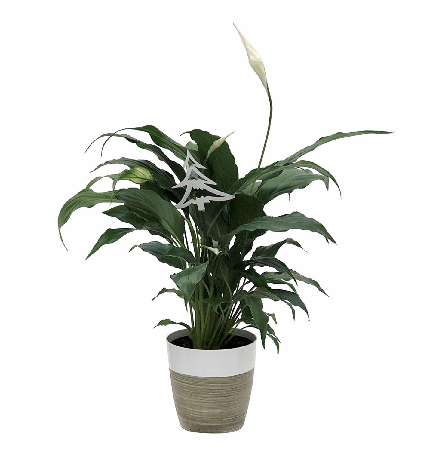 Amazon Is Having a Sale on Live Plants Kitchn