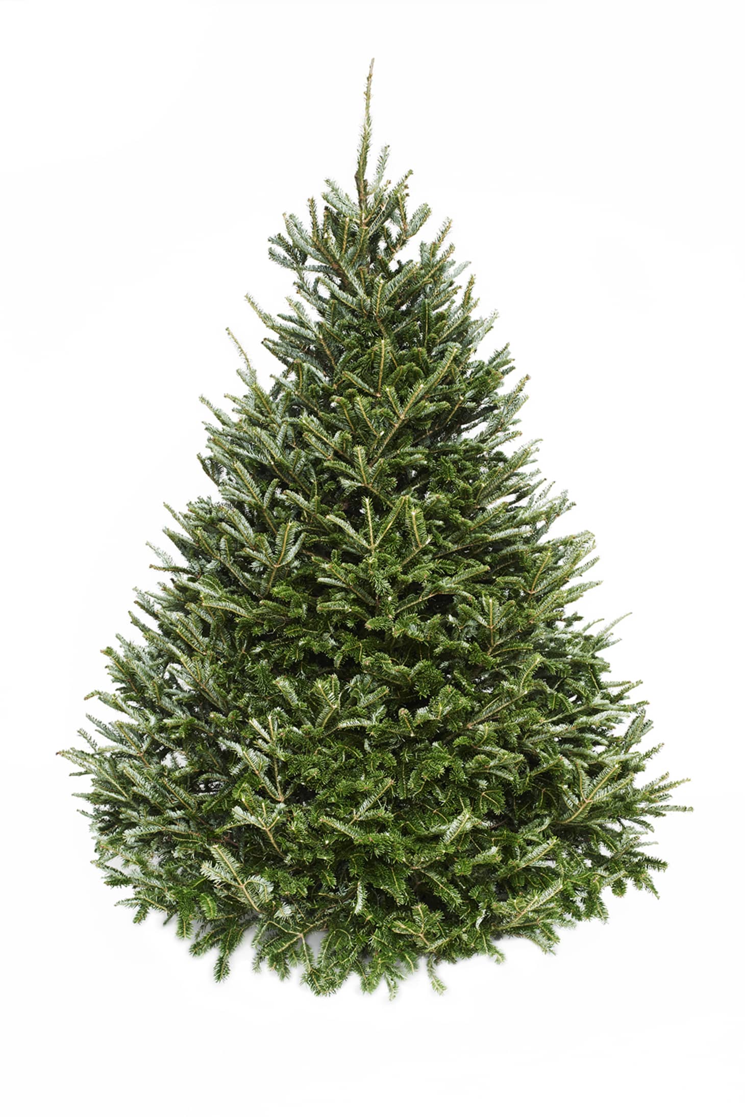 4 Places To Buy Live Christmas Trees Online Walmart Home
