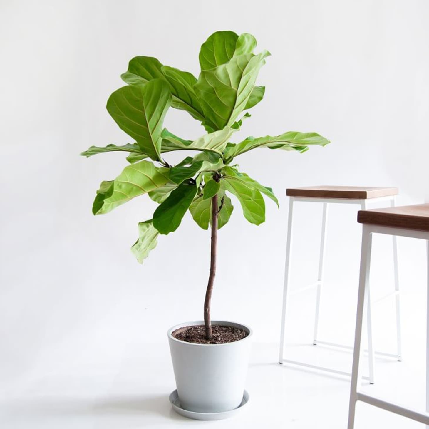 West Elm x Bloomscape Buy Live Plants Online Apartment Therapy