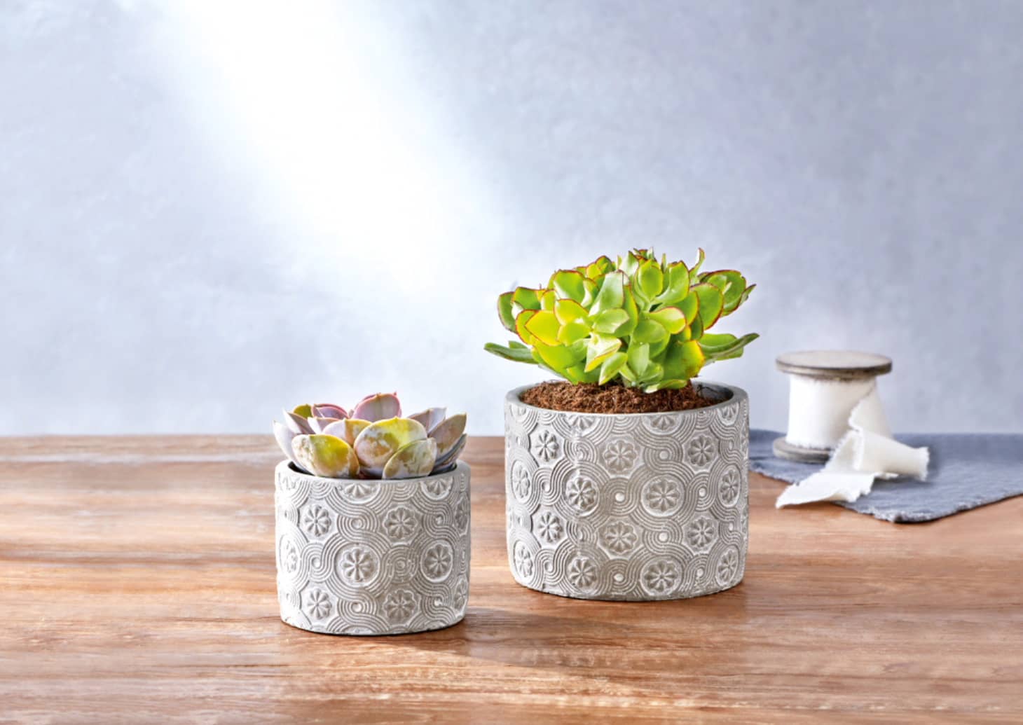 Lidl Plant Collection - Affordable Houseplants | Apartment Therapy