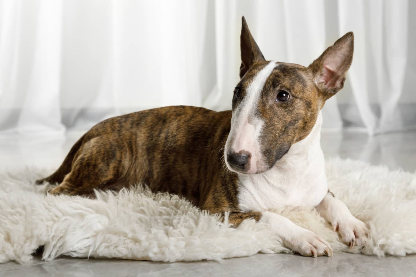 Bull Terrier Small Apartment Dogs