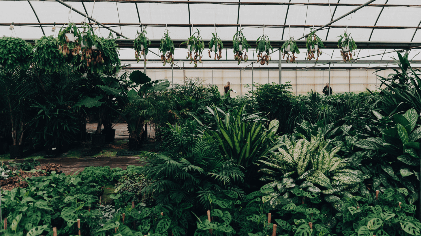 Bloomscape Free Zoom Backgrounds Apartment Therapy