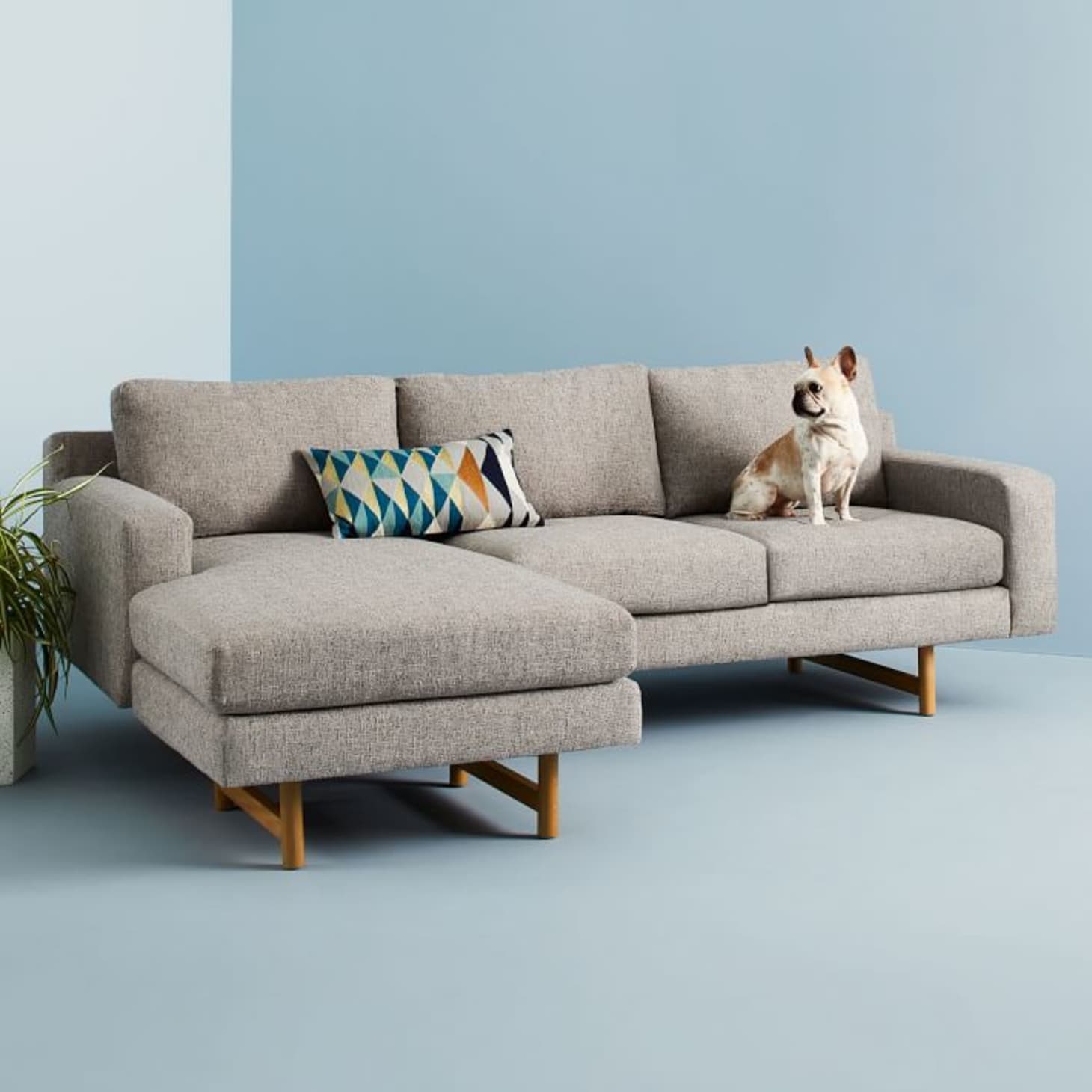 Pet friendly Furniture Options