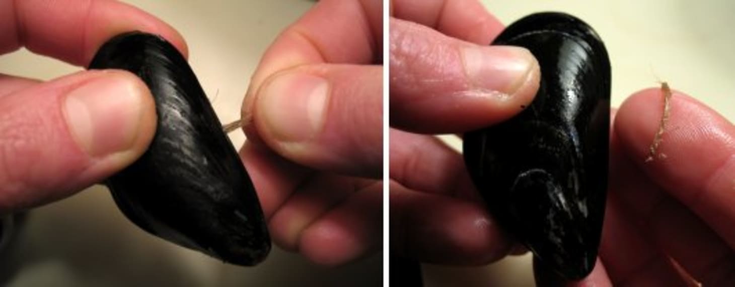 How To Clean and Debeard Mussels Kitchn