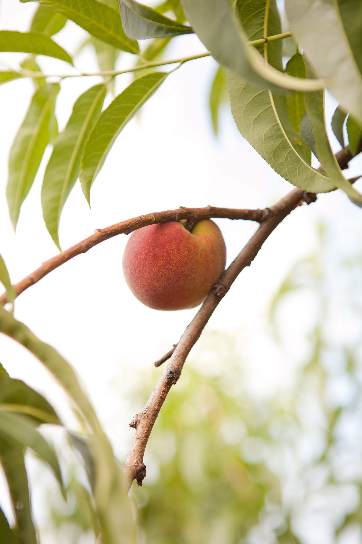 How A Georgia Peach Gets Picked Kitchn 