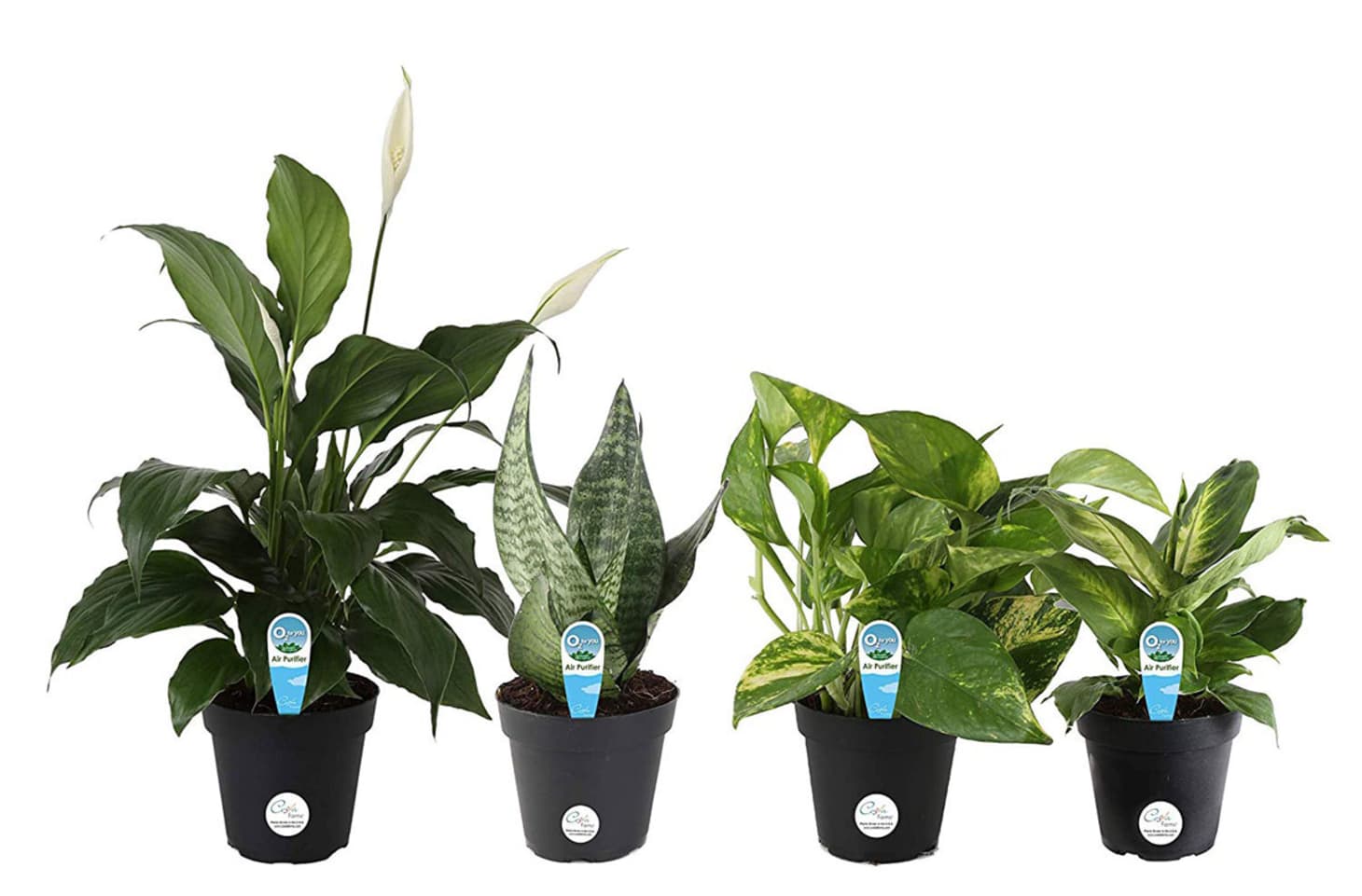 Best Plants Amazon Costa Farms Sale Kitchn