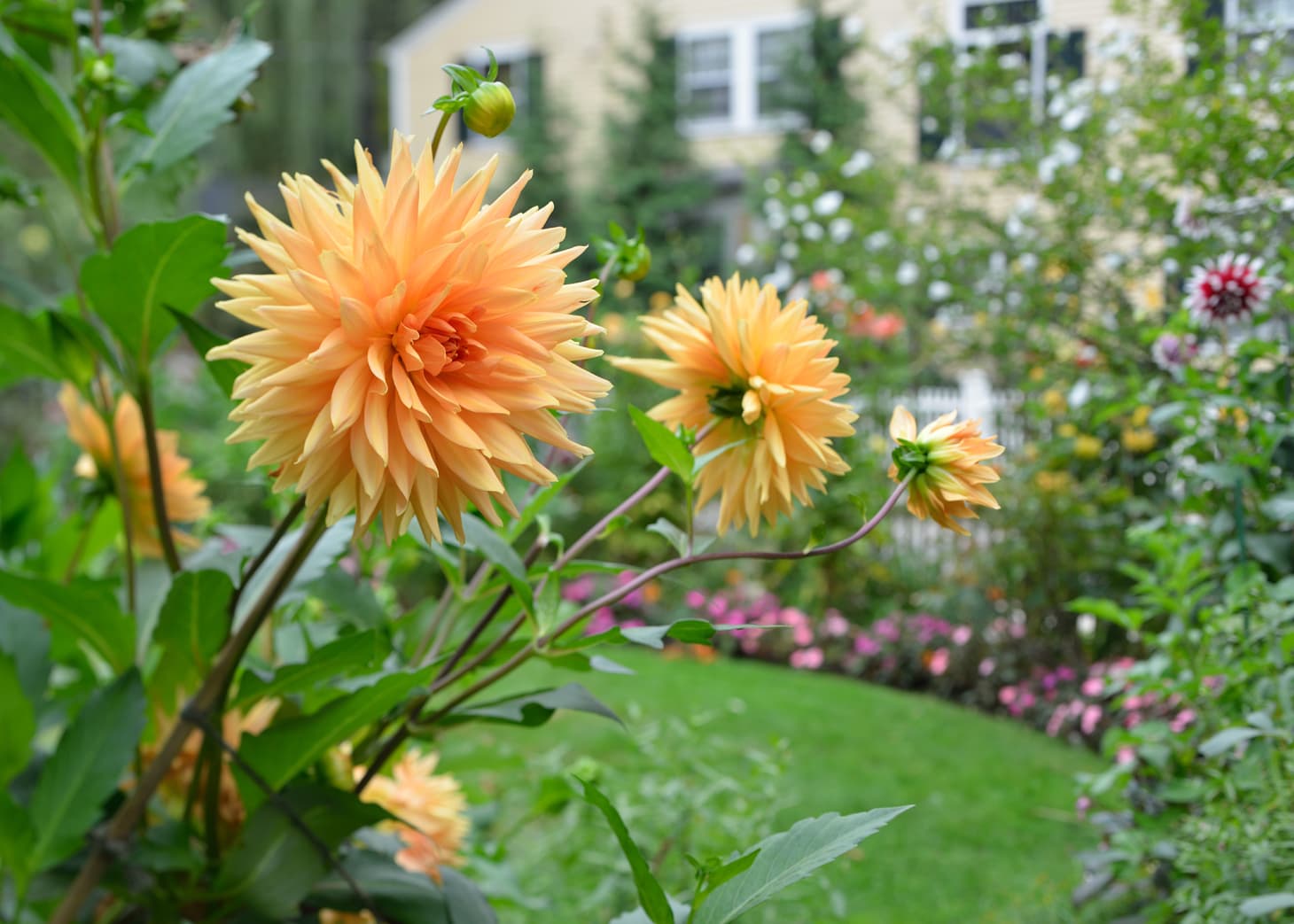 Perennials To Plant In Early Spring Apartment Therapy