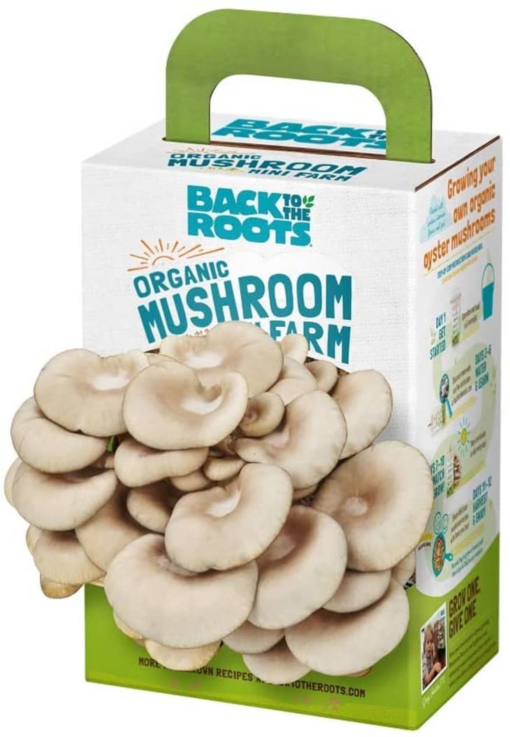 Product Image: Back to the Roots Organic Mini Mushroom Grow Kit