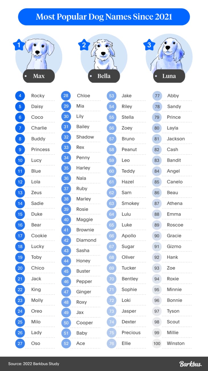 Baseball Inspired Dog Names, Popular Male and Female Names