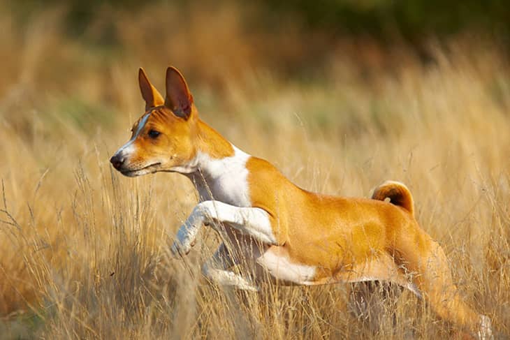 Top 10 Best Small Dog Breeds