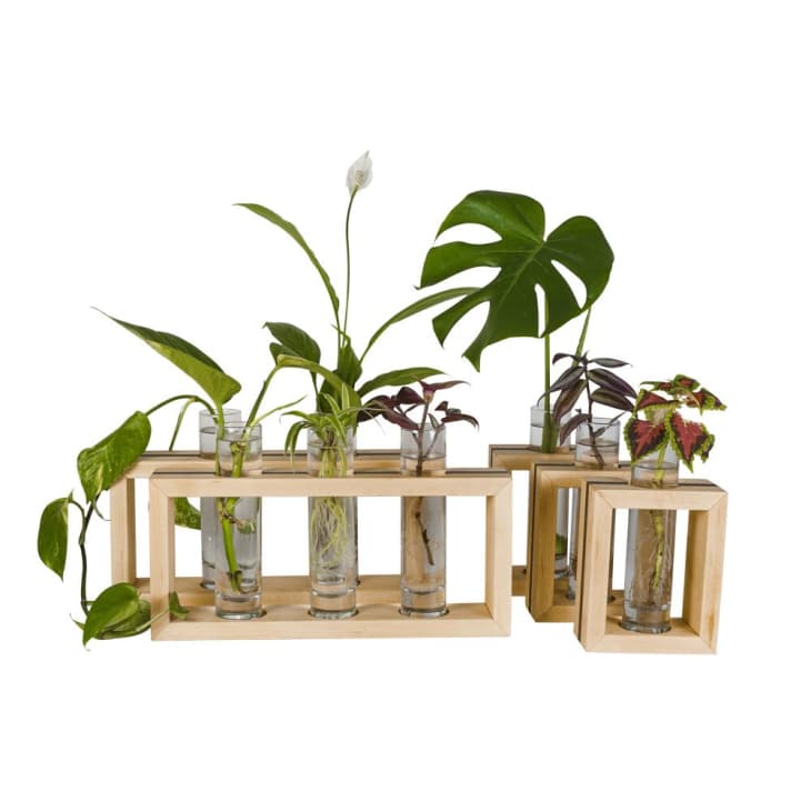 Modern Botanical  coconino set plant propagation station