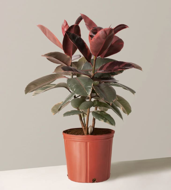 Product Image: Large Ficus Elastica Ruby