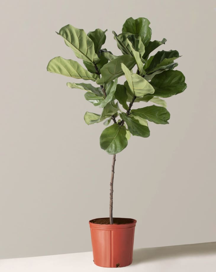 Product Image: Large Fiddle Leaf Fig Tree
