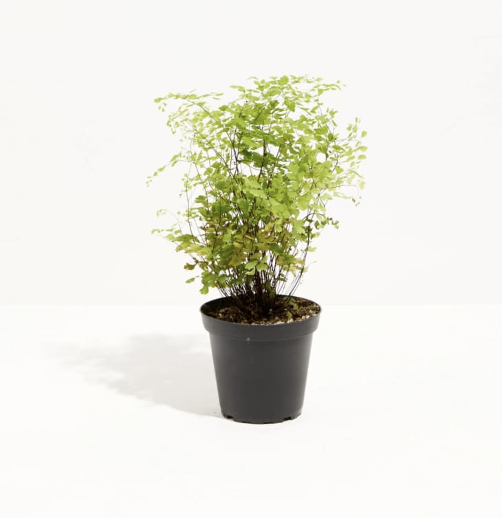 Product Image: Maidenhair Fern, Small