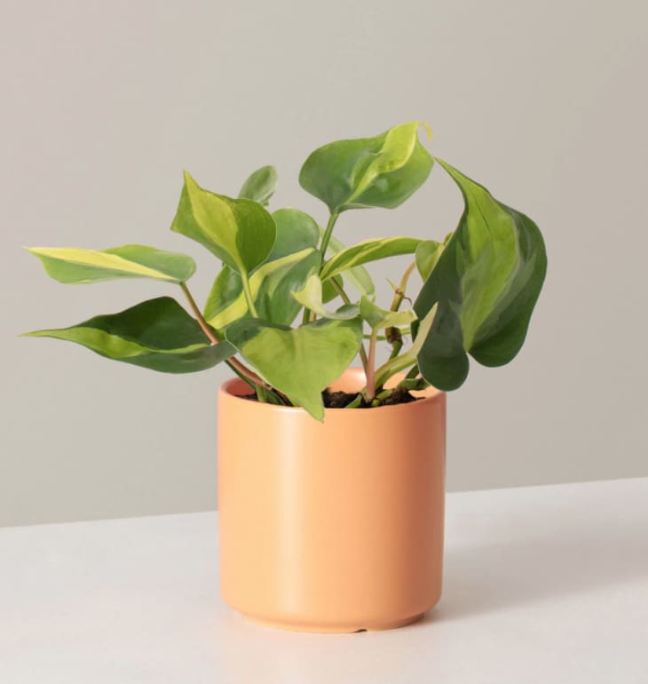 Product Image: Philodendron Brasil