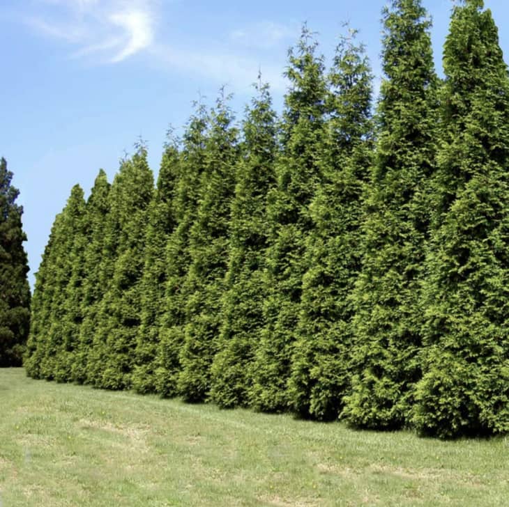 Product Image: Thuja Green Giant, 3–4 ft.