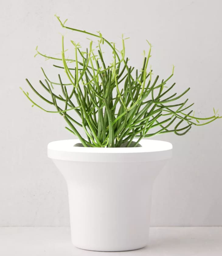 Product Image: Umbra Ora Grow Light Planter