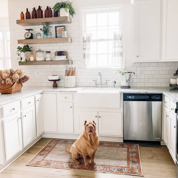 Best Stain-Resistant and Pet-Friendly Rugs | The Kitchn