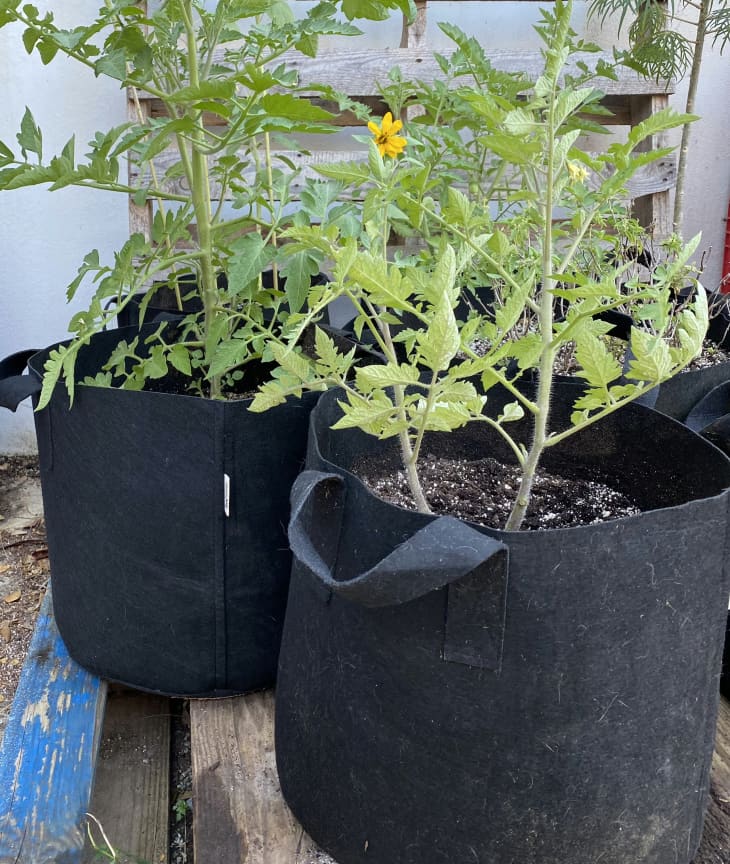 Best Amazon Planters Winner Outfitters Grow Bags Apartment Therapy