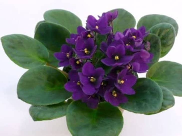 African Violets Care How To Grow Maintain African Violet Plants Apartment Therapy