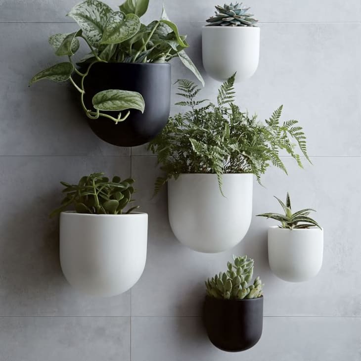 6 Ways To Create A Plant Wall In A Rental Apartment Therapy