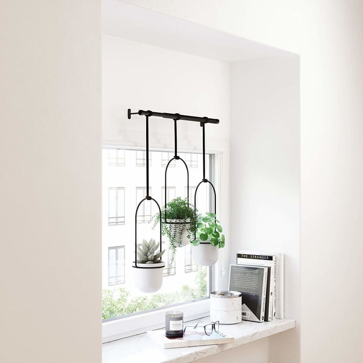 6 Ways to Create a Plant Wall In a Rental | Apartment Therapy
