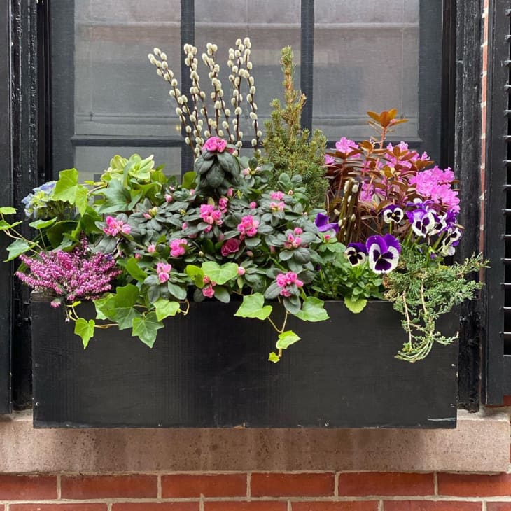  Window Box Flower Ideas What Flowers To Plant In Window Boxes Apartment Therapy