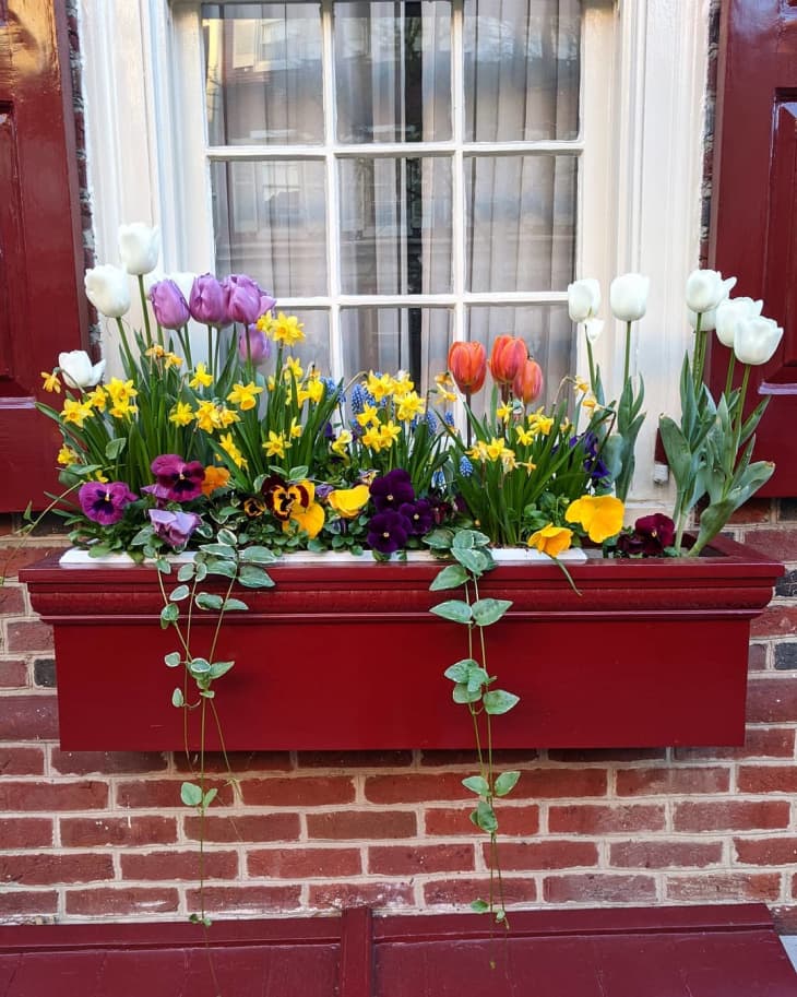 20 Window Box Flower Ideas What Flowers to Plant in Window Boxes