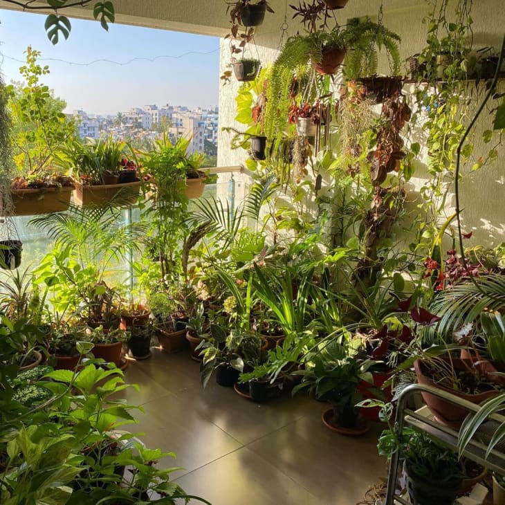 10 Balcony Garden Ideas How To Grow Plants On A Small Balcony Apartment Therapy