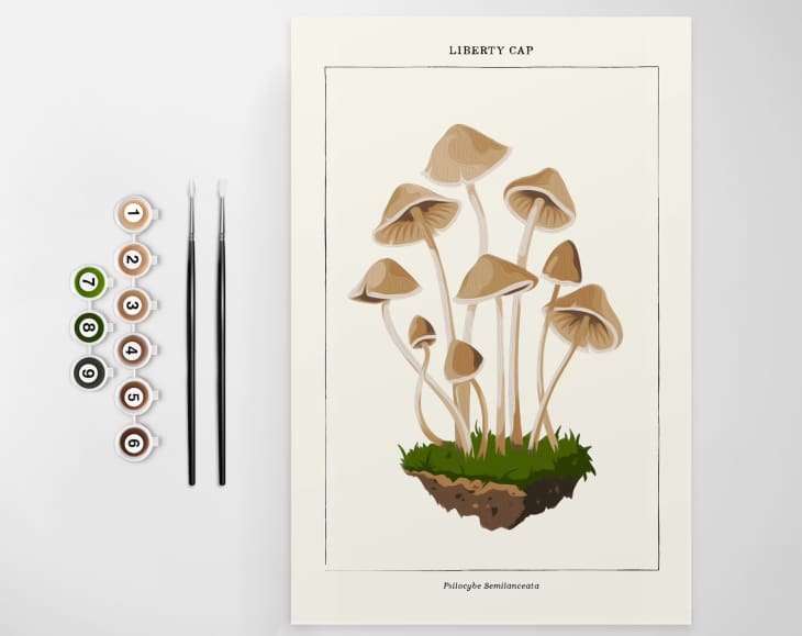 Mushroom Botanical | Modern Paint By Numbers Kit at Etsy