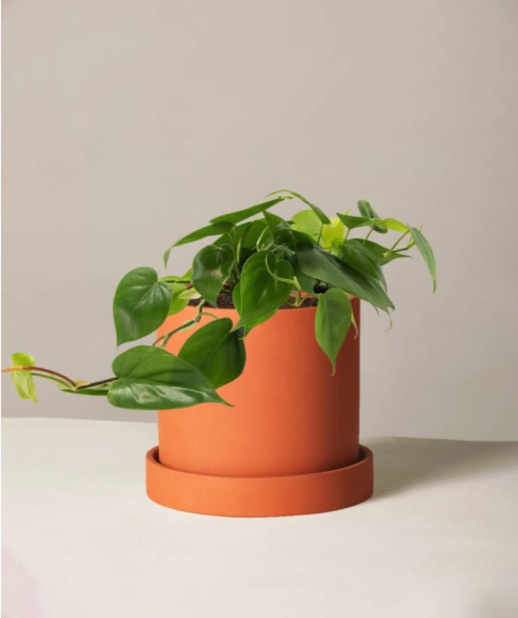 Product Image: Philodendron Green, Medium