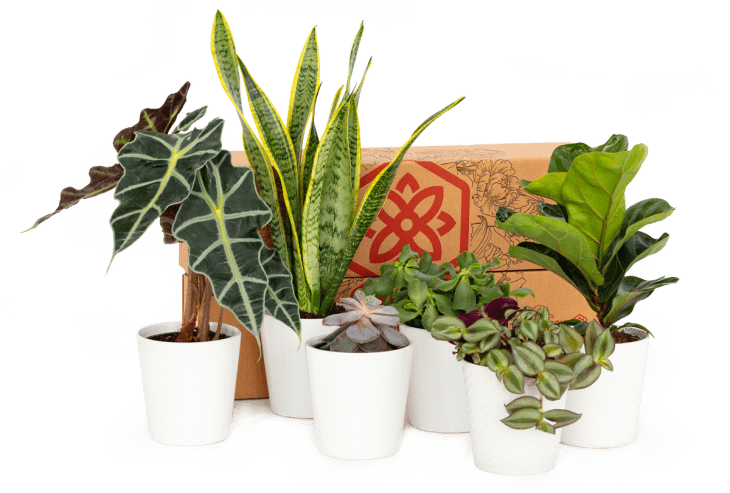 Bloomsybox Plant Subscription — 3 Months (3 boxes) at BloomsyBox