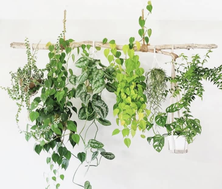 hanging planters from trees
