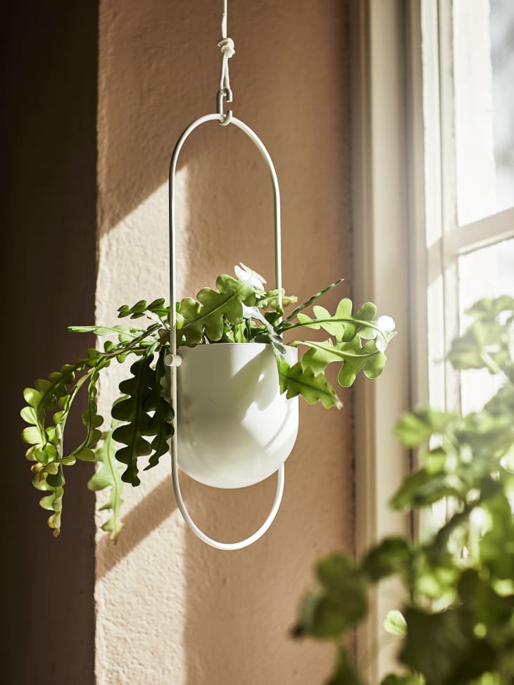 Product Image: CHILISTRÅN hanging planter