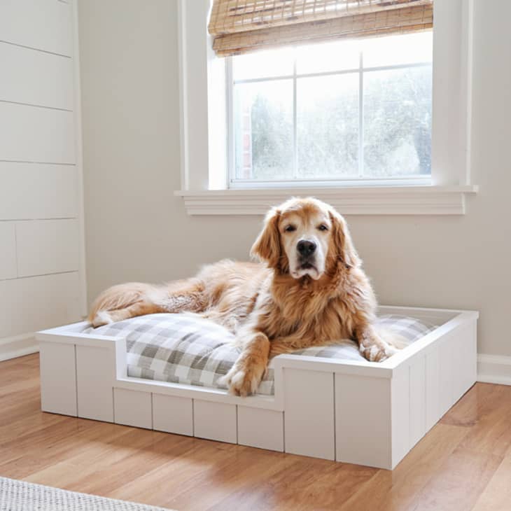 a golden retriever in a white shiplap DIY dog bed