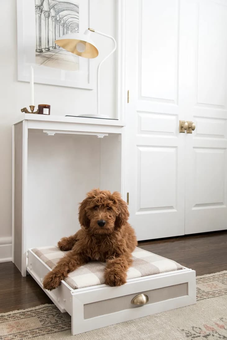 a dog lounging on a foldout Murphy-style dog bed