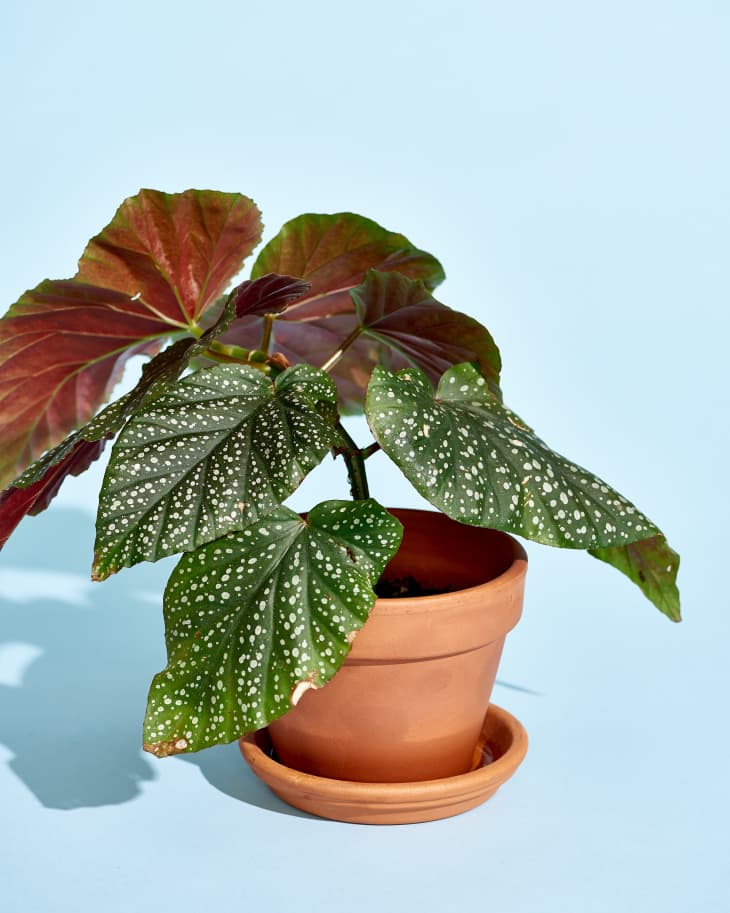 A begonia plant in a terra cotta planter