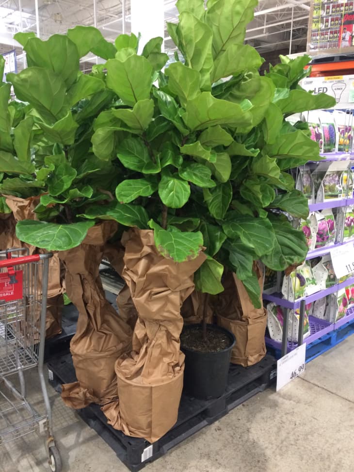 12+ Plants At Costco BriaRemoni