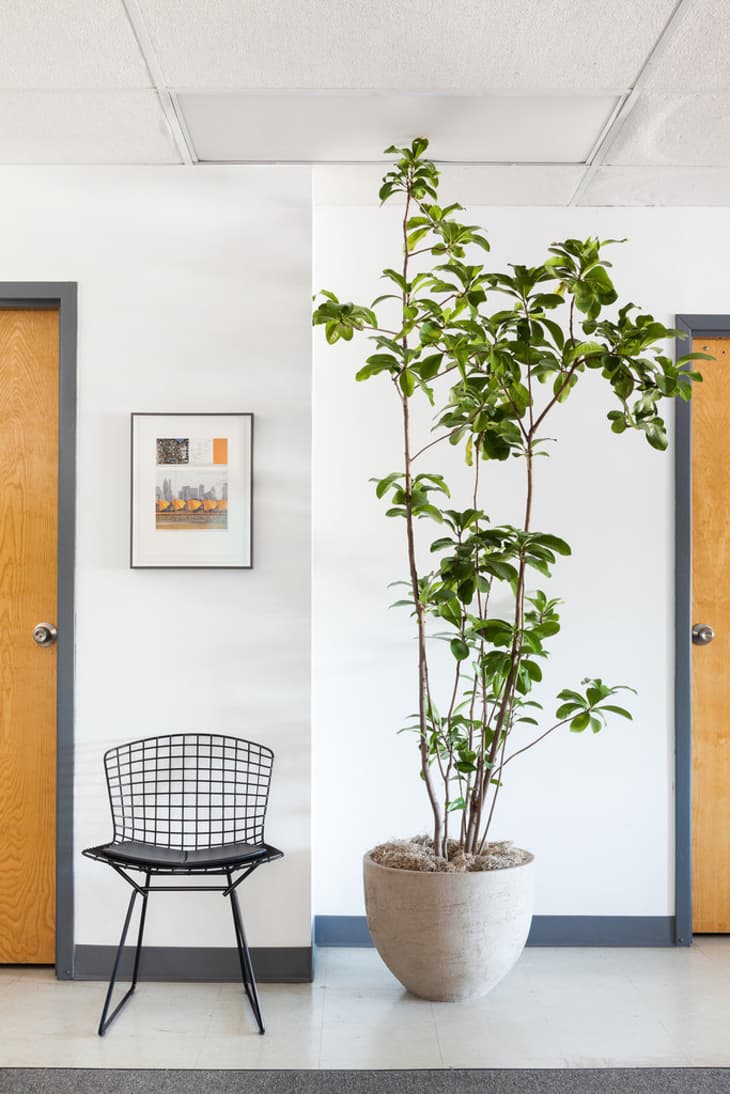 Karaka tree in the hallway of a building