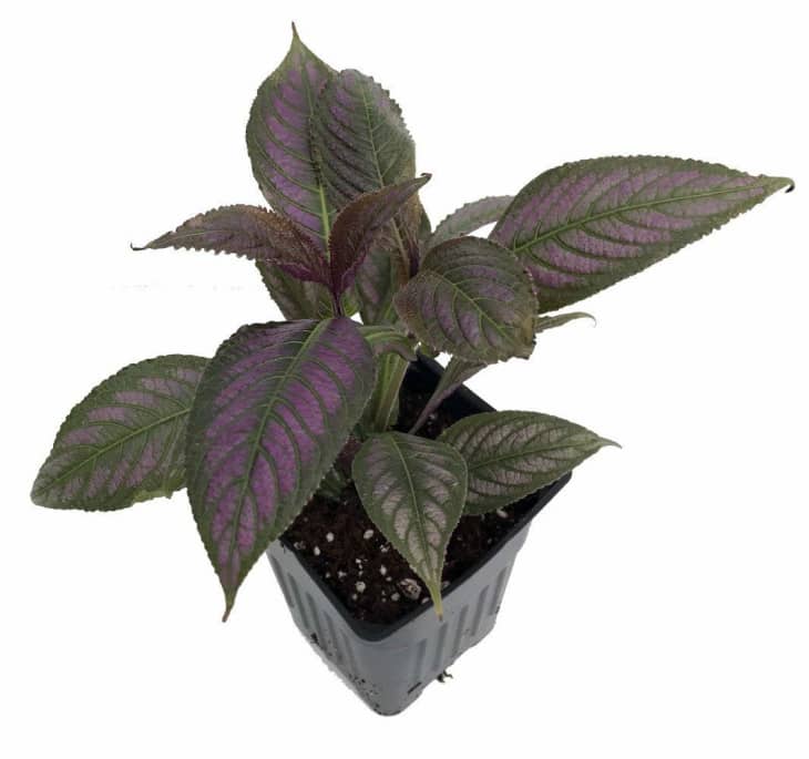 bear plant 2 Inch Cotyledon ladismithiensis Variegata
