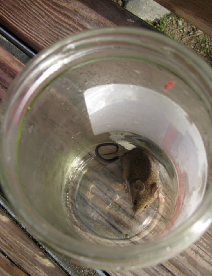 Make a Simple Humane Mouse Trap with a Soda Bottle