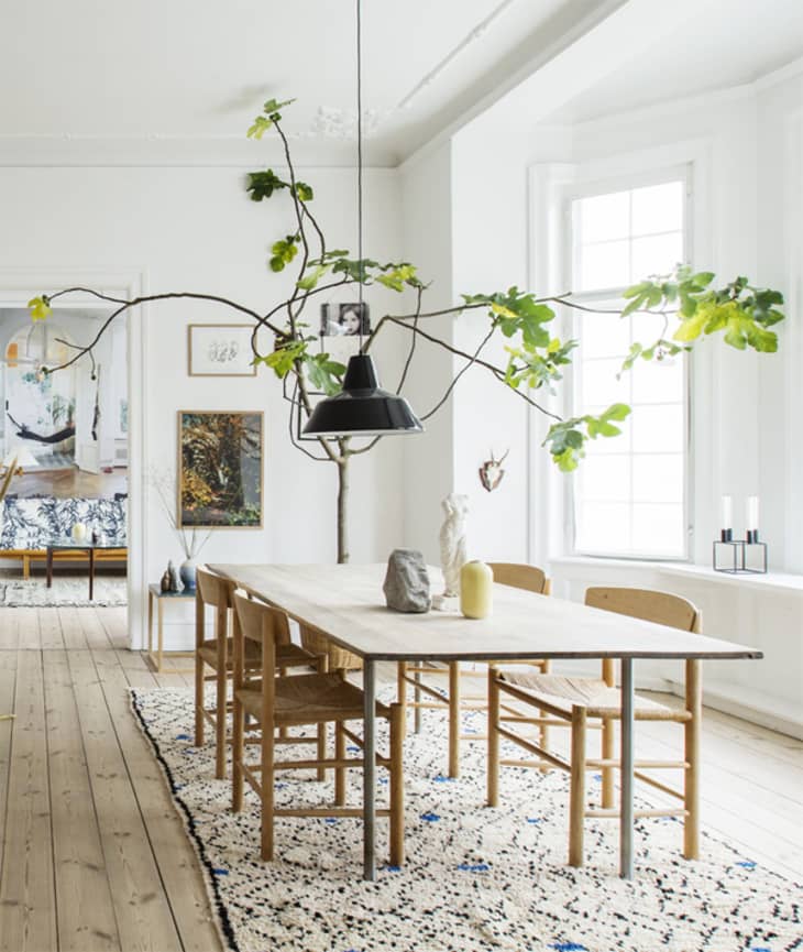 Common fig inside minimalist dining room