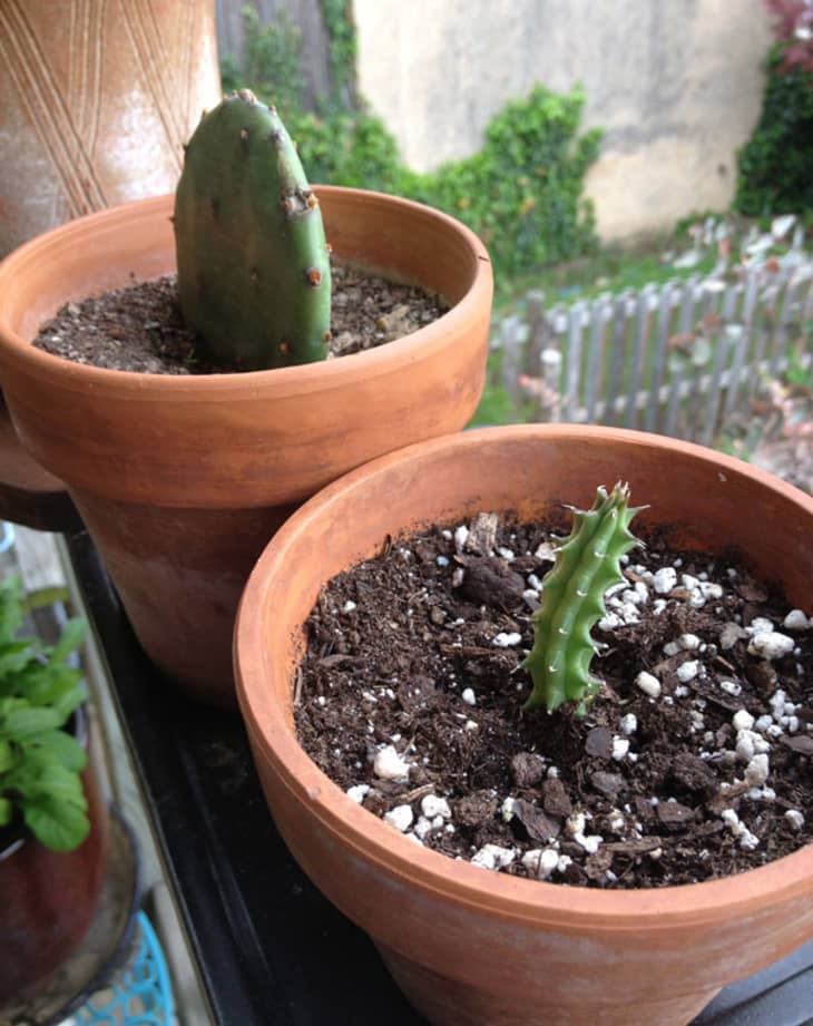 How To Propagate Cacti & Succulents | Apartment Therapy