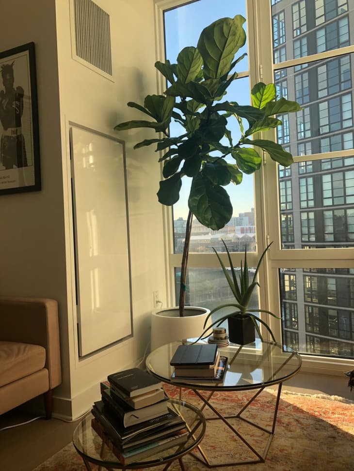 Water & Light Plant Store Discount Code | Apartment Therapy