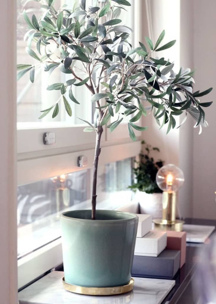Olive tree in the windowsill on a desk