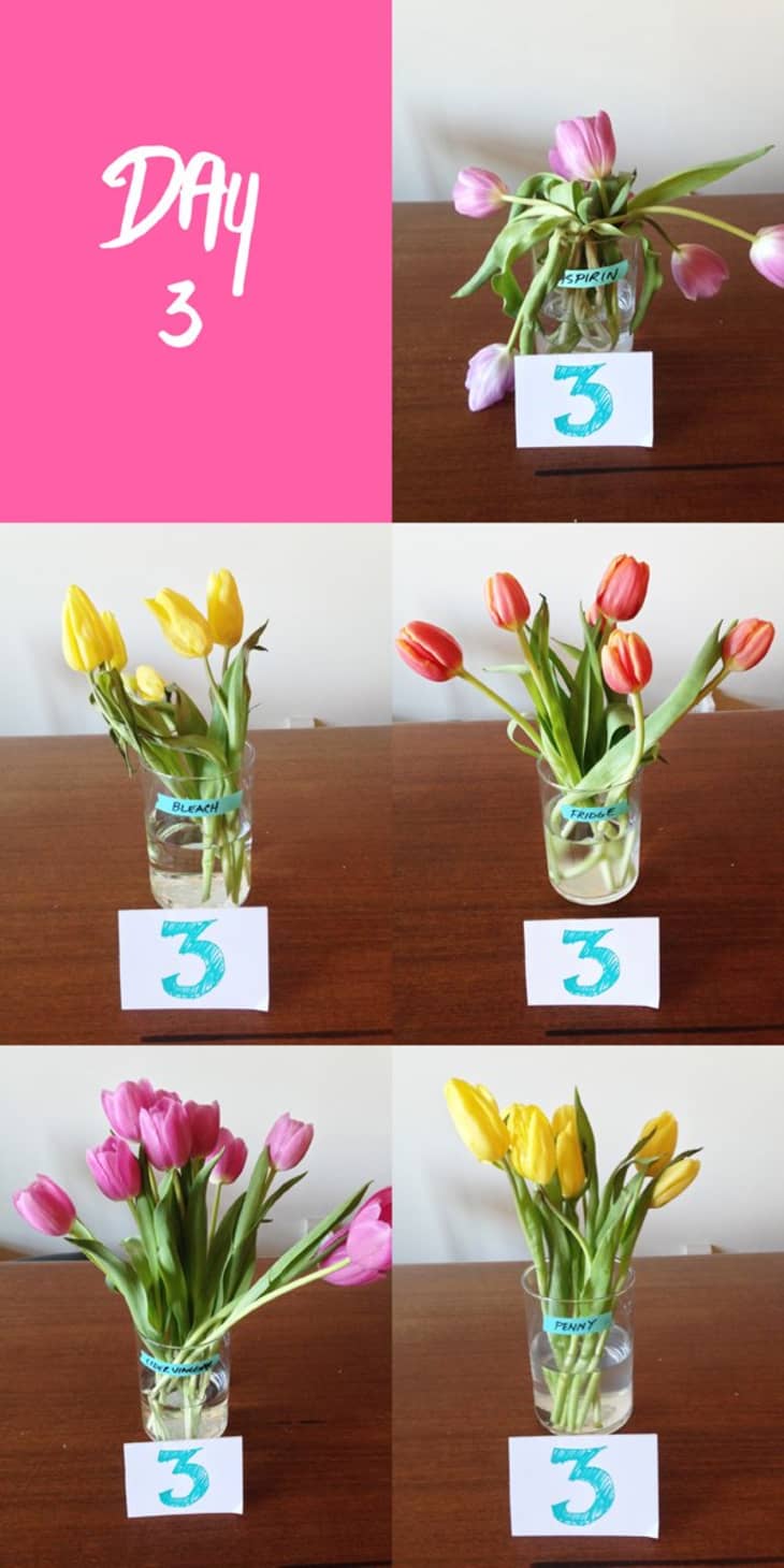 A Guide To Keeping Your Fresh Cut Flowers Fresh