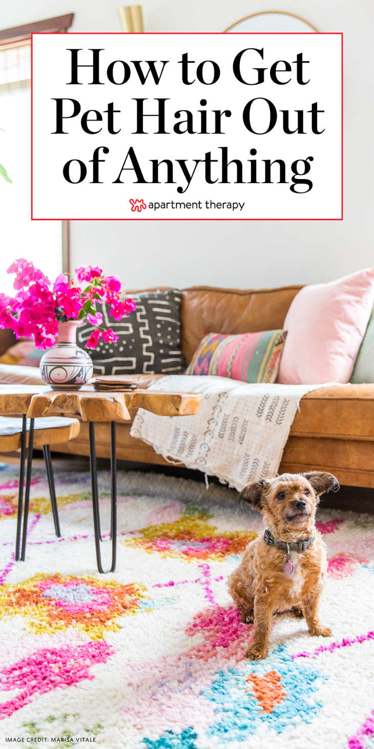 How To Remove Pet Hair From Furniture Floors More Apartment Therapy