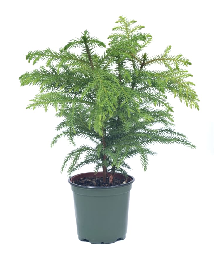 Norfolk Island Pine Small Space Christmas Tree Apartment Therapy