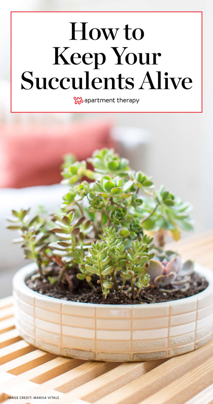 Succulent Care - How to Grow Succulents | Apartment Therapy