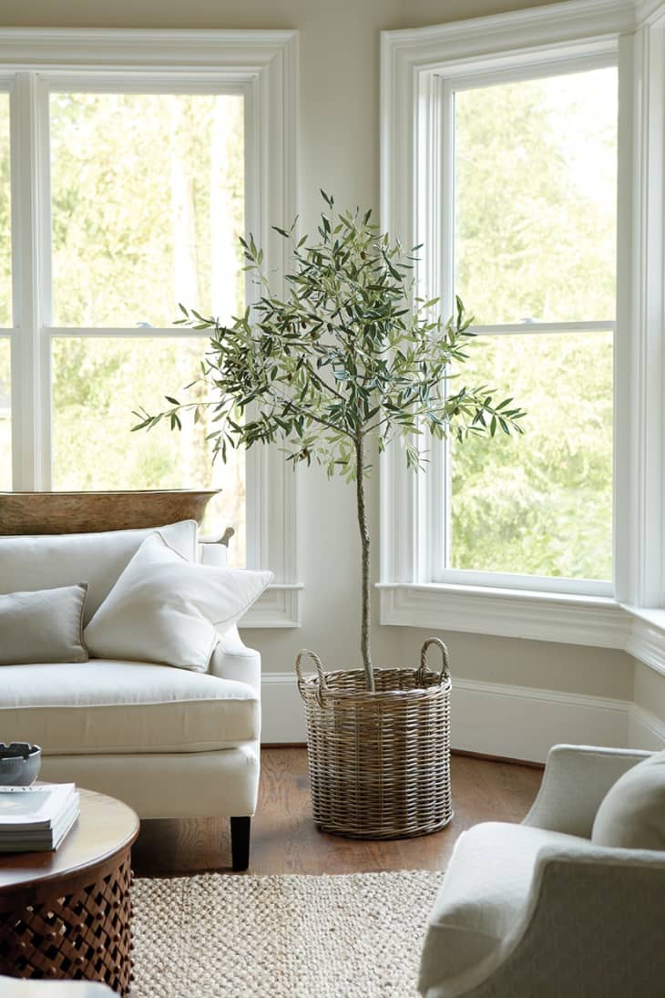 olive tree in a minimalistic neutral-toned living room
